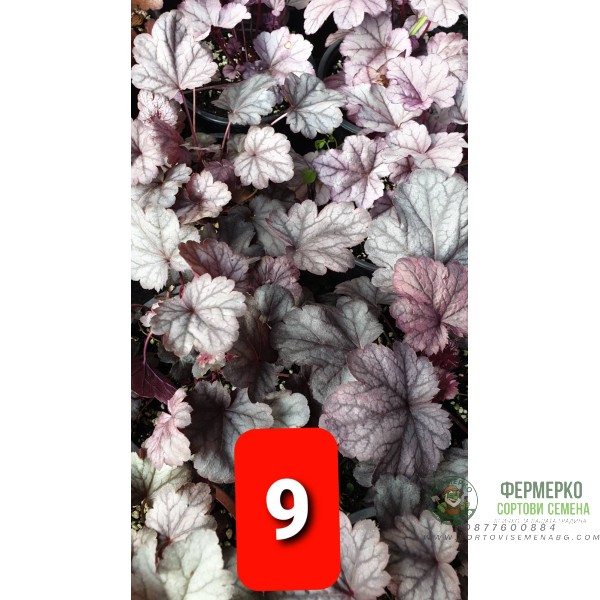 Хойхера в саксия - НОВО зареждане - различни цветове