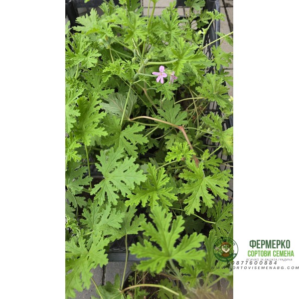 Индрише в саксия