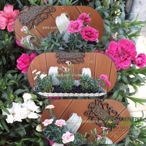 Комплект Саксия (Кашпа) с куки 39 см + Карамфилчета