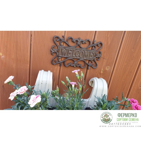 Комплект Саксия (Кашпа) с куки 39 см + Карамфилчета Комплект Саксия (Кашпа) с куки 39 см + Карамфилчета