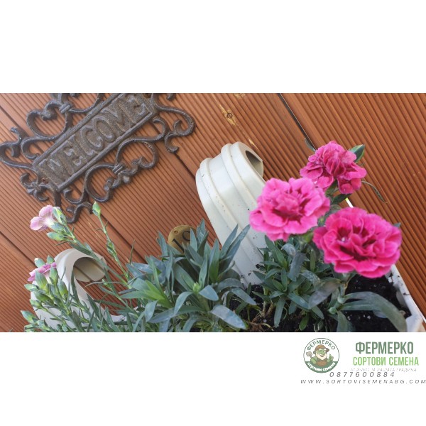 Комплект Саксия (Кашпа) с куки 39 см + Карамфилчета Комплект Саксия (Кашпа) с куки 39 см + Карамфилчета