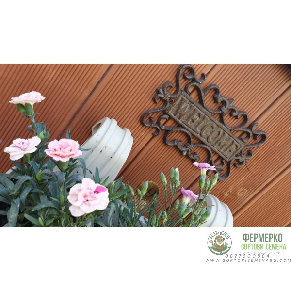 Комплект Саксия (Кашпа) с куки 39 см + Карамфилчета Комплект Саксия (Кашпа) с куки 39 см + Карамфилчета