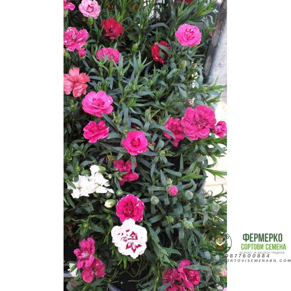 Разсад от Kapaмфил мини - различни цветове