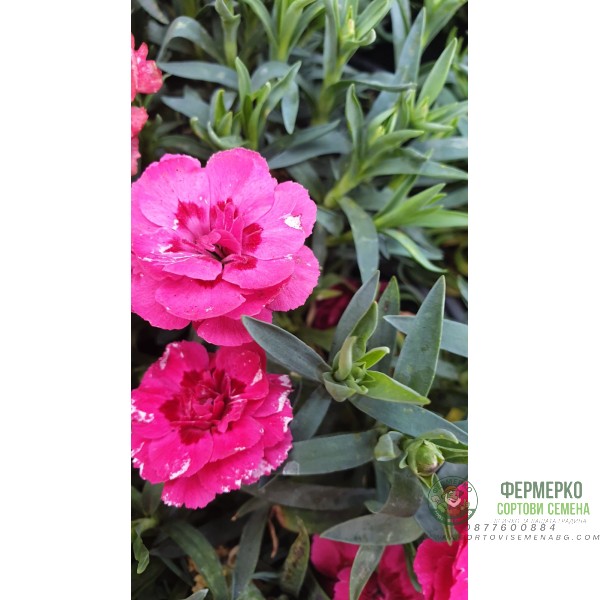 Разсад от Kapaмфил мини - различни цветове