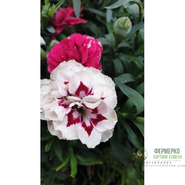 Разсад от Kapaмфил мини - различни цветове