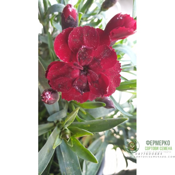 Разсад от Kapaмфил мини - различни цветове