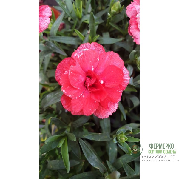 Разсад от Kapaмфил мини - различни цветове