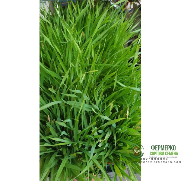 Котешка трева - разсад