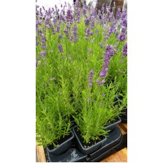 Разсад Лавандула Lavandula Angustifolia Ellagance Purple