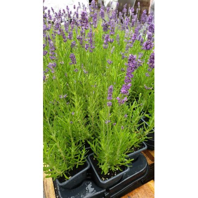 Разсад Лавандула / Lavandula Angustifolia Ellagance Purple