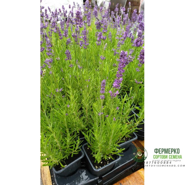 Разсад Лавандула Lavandula Angustifolia Ellagance Purple