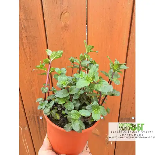 Разсад Мента шоколад / Mentha × piperita Chocolate Mint Разсад Мента шоколад / Mentha × piperita Chocolate Mint