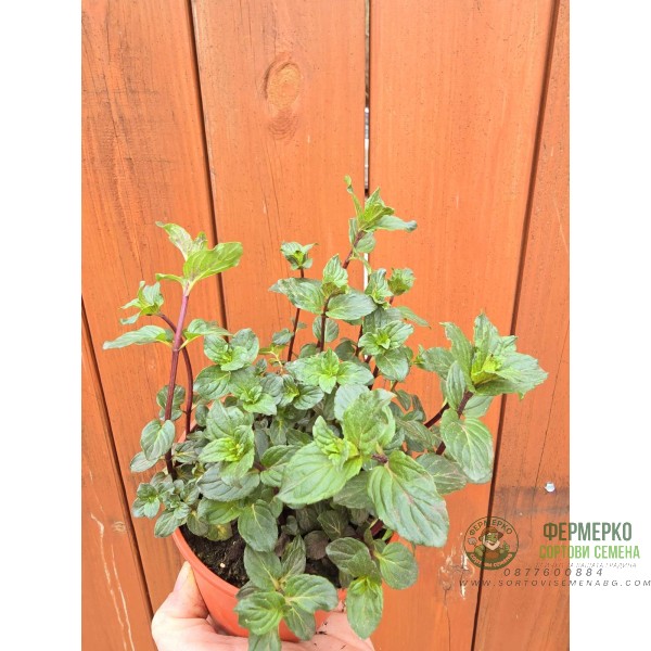 Разсад Мента шоколад Mentha × piperita Chocolate Mint Разсад Мента шоколад Mentha × piperita Chocolate Mint