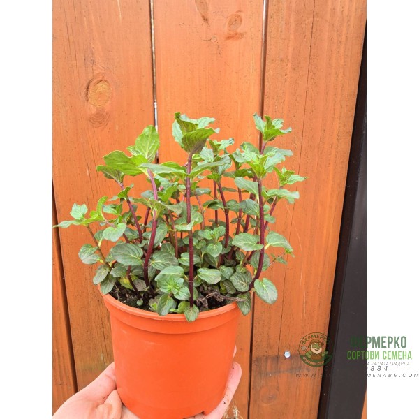 Разсад Мента шоколад Mentha × piperita Chocolate Mint Разсад Мента шоколад Mentha × piperita Chocolate Mint