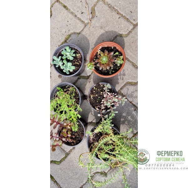 Микс растения за скален кът - комплект от 6 броя