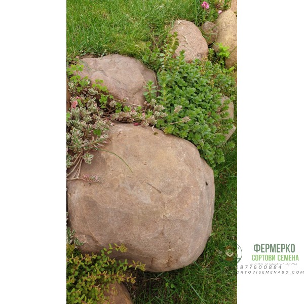 Микс растения за скален кът - комплект от 6 броя