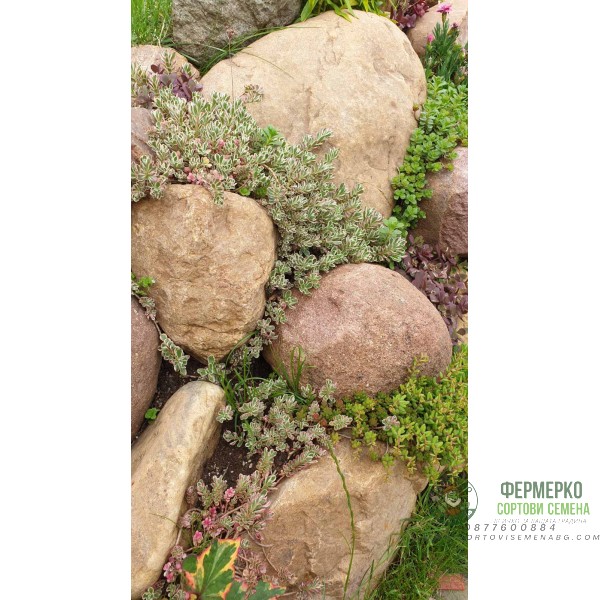 Микс растения за скален кът - комплект от 6 броя