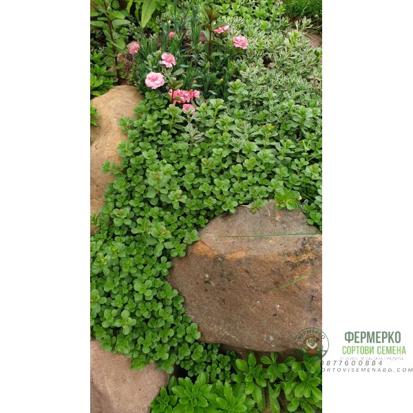 Микс растения за скален кът - комплект от 6 броя