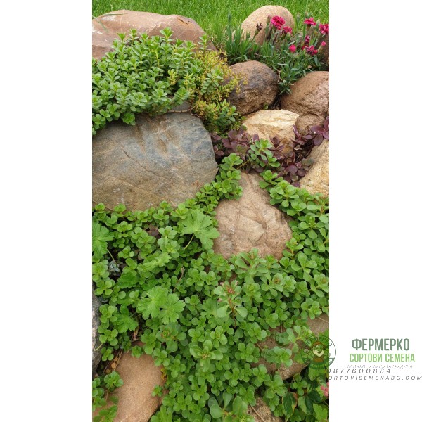 Микс растения за скален кът - комплект от 6 броя