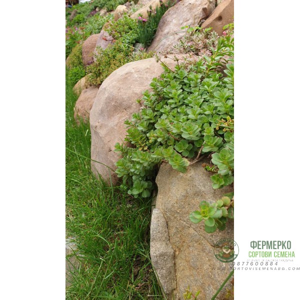 Микс растения за скален кът - комплект от 6 броя