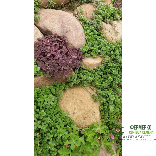 Микс растения за скален кът - комплект от 6 броя