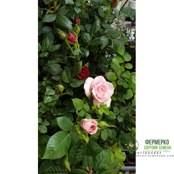 Мини Рози в саксия