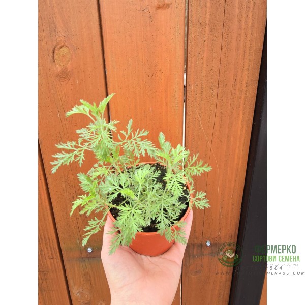 Разсад Сладък Пелин Artemisia annua - билката която мори РАКА