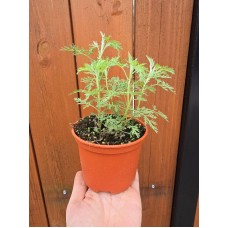 Разсад Сладък Пелин Artemisia annua - билката която мори РАКА