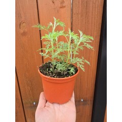 Разсад Сладък Пелин Artemisia annua - билката която мори РАКА