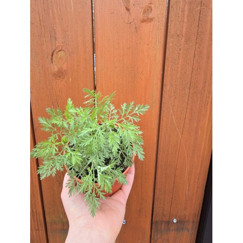 Разсад Сладък Пелин / Artemisia annua - билката която мори РАКА