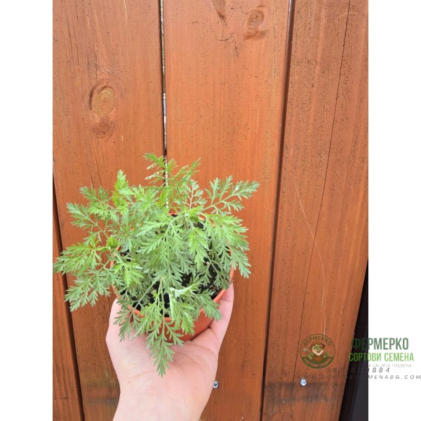 Разсад Сладък Пелин Artemisia annua - билката която мори РАКА