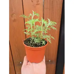 Разсад Сладък Пелин / Artemisia annua - билката която мори РАКА