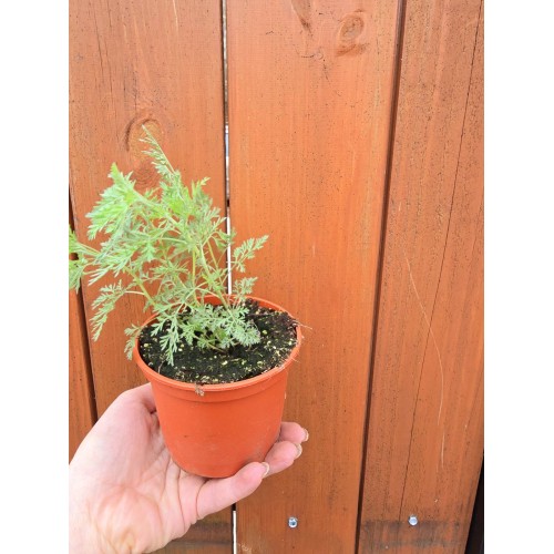 Разсад Сладък Пелин / Artemisia annua - билката която мори РАКА