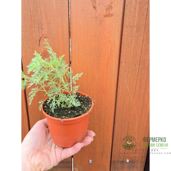 Разсад Сладък Пелин Artemisia annua - билката която мори РАКА