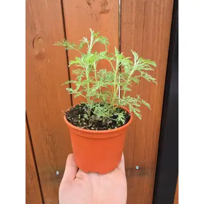 Разсад Сладък Пелин / Artemisia annua - билката която мори РАКА