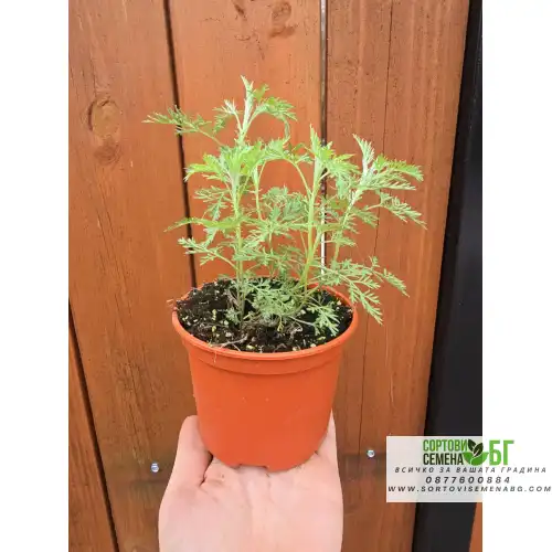 Разсад Сладък Пелин / Artemisia annua - билката която мори РАКА Разсад Сладък Пелин / Artemisia annua - билката която мори РАКА