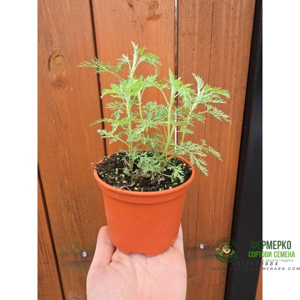 Разсад Сладък Пелин Artemisia annua - билката която мори РАКА