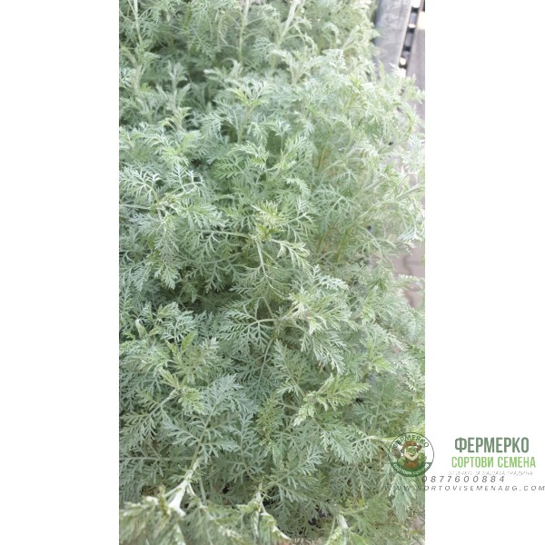 Разсад Сладък Пелин Artemisia annua - билката която мори РАКА