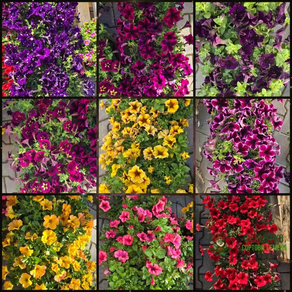 Каскадна Петуния в саксия - различни цветоне