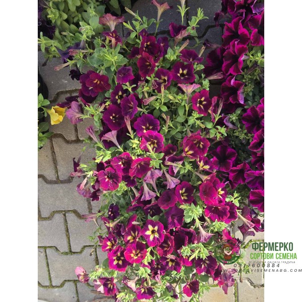 Каскадна Петуния в саксия - различни цветоне