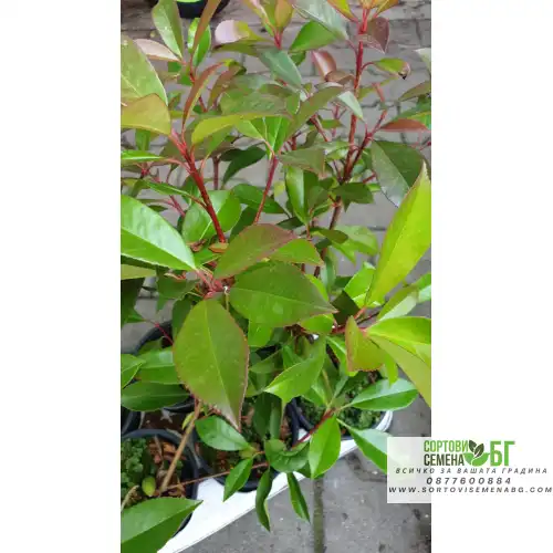 Фотиния / Photinia- бързорастящ храст подходящ за изграждане на жив плет Фотиния / Photinia- бързорастящ храст подходящ за изграждане на жив плет