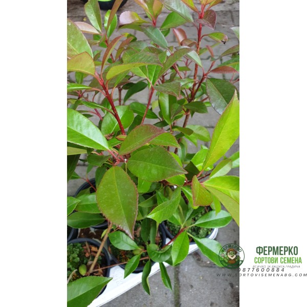 Фотиния Photinia- бързорастящ храст подходящ за изграждане на жив плет