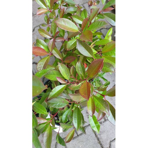 Фотиния / Photinia- бързорастящ храст подходящ за изграждане на жив плет