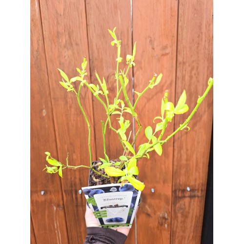 Разсад Американска Боровинка Блукроп / Vaccinium corymbosum Bluecrop