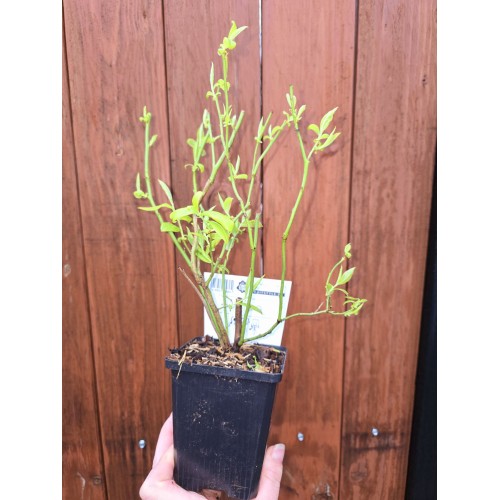Разсад Американска Боровинка Блукроп / Vaccinium corymbosum Bluecrop
