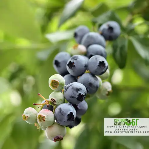Разсад Американска Боровинка Блукроп / Vaccinium corymbosum Bluecrop