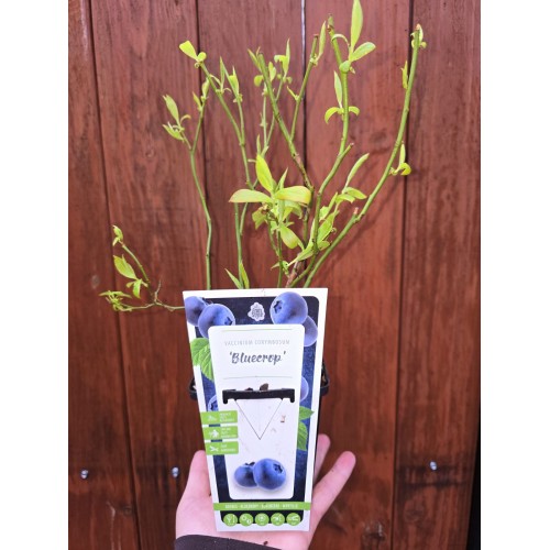 Разсад Американска Боровинка Блукроп / Vaccinium corymbosum Bluecrop