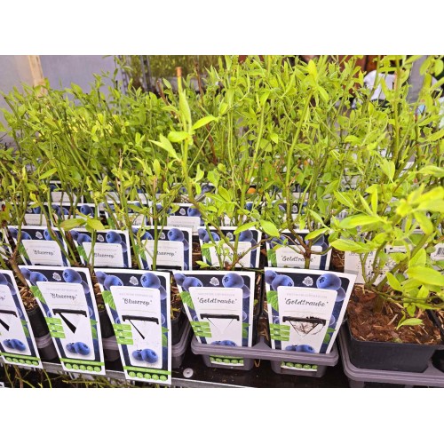 Разсад Американска Боровинка Голдтраубе / Vaccinium corymbosum Goldtraube