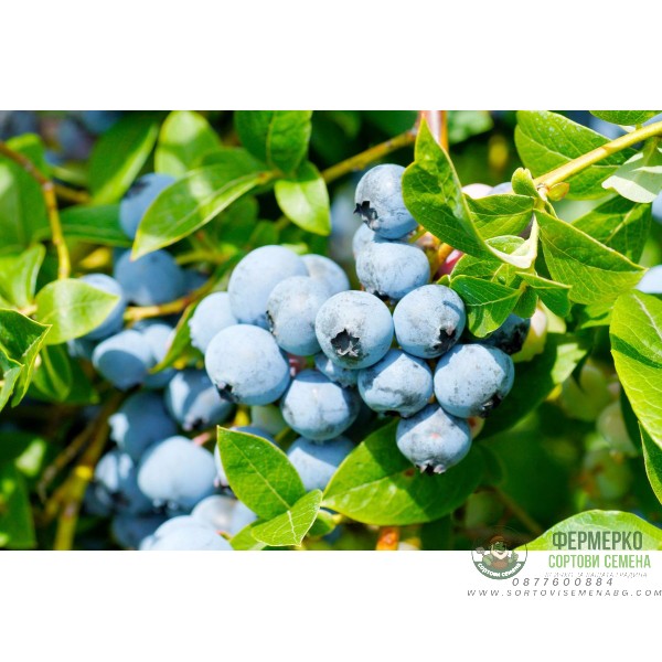 Разсад Американска Боровинка Блуголд Vaccinium corymbosum Bluegold