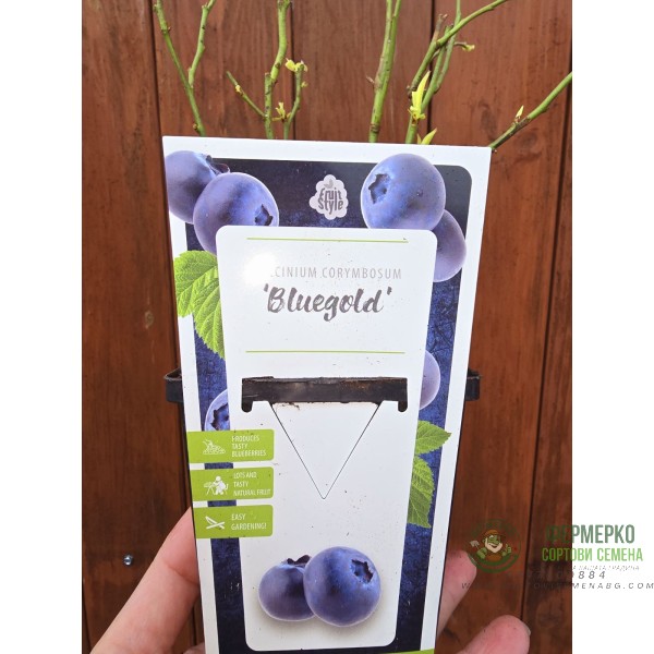 Разсад Американска Боровинка Блуголд Vaccinium corymbosum Bluegold